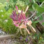 Lonicera sempervirens Flower