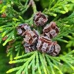 Chamaecyparis lawsoniana Frukt