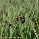 Carex magellanica Květ