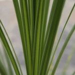 Cordyline indivisa Bark