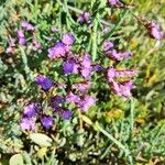 Limonium vulgareFlower