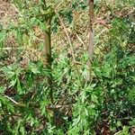 Peucedanum alsaticum Leaf