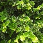 Hirtella paniculata Hábito
