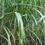 Miscanthus × longiberbis Leaf