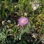 Klasea radiata Flower