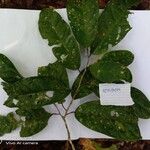 Antidesma montanum 葉