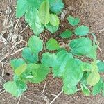 Griffonia simplicifolia Foglia