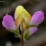 Lupinus stiversii 花