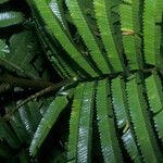 Parkia velutina Hoja
