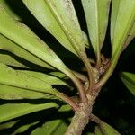 Euphorbia sinclairiana Fruit