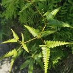 Dicranopteris linearis Leaf