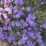 Symphyotrichum oblongifolium 花