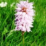 Bistorta officinalis Flower