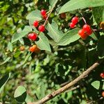 Lonicera maackii Fruit