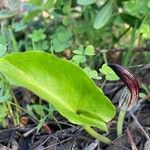 Arisarum simorrhinum Habitus