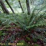 Polystichum × luerssenii Habitus