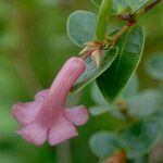 Rhododendron stevensianum