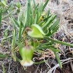 Trichodesma marsabiticum Blad