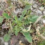 Hieracium gouanii Blatt