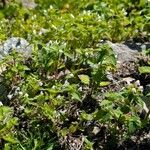 Galeopsis tetrahit Hábito