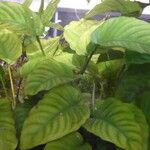 Anubias barteri Blatt