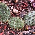 Opuntia phaeacantha 葉