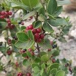 Rhamnus alaternus Fruit