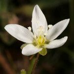 Sagina nodosa Λουλούδι