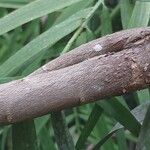 Podocarpus salignus Bark