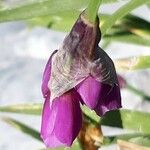 Allium insubricum Flower