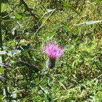 Cirsium muticum Λουλούδι