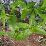 Spigelia anthelmia Blad