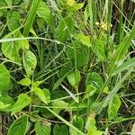 Cynanchum insipidum Blatt