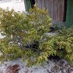 Cossinia pinnata Alkat (teljes növény)