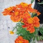 Tagetes patulaBlomst