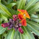 Erysimum × cheiri Blüte