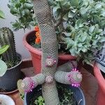 Mammillaria matudae পাতা