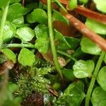 Asplenium viride Yeri