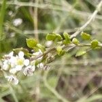 Lepidium graminifolium 果實