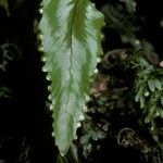 Hymenophyllum cruentum