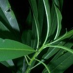 Sapium paucinervium Leaf