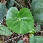 Philodendron gloriosum Blad