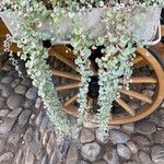 Dichondra argentea Συνήθη χαρακτηριστικά