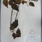 Clematis buchananiana Други