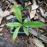 Synsepalum dulcificum Yaprak