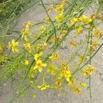 Parkinsonia aculeata Flower