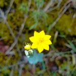 Blackstonia acuminata 花