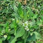 Lippia javanica Характер