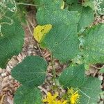 Triumfetta semitriloba Hoja