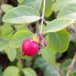 Symphoricarpos orbiculatus Fruto